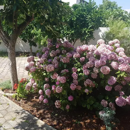 Siesta Porec